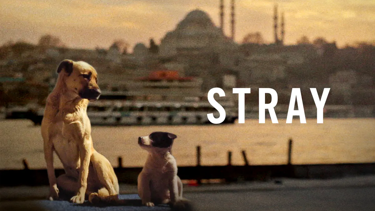 documental stray